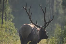 Use the form below to request a hunt. Soggy Bottom Lodge World Class Hunting Fishing