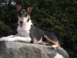 Pin On Razas De Perros