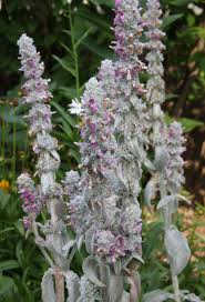 John keats was born in london on 31 october 1795, the eldest of thomas and frances jennings keats's four children. Velvety Lamb S Ears Bring A Soft Touch To The Landscape Silive Com