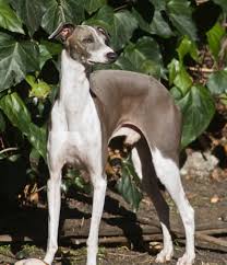 Italian Greyhound Wikipedia