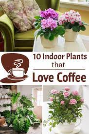 10 Indoor Plants That Love Coffee Coffee Grounds For Plants House Plant Care Fall Garden Vegetables
