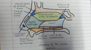 Nasal cavity, paranasal sinuses, maxillary division of trigeminal nerve. Draw The Nasal Septum With Me Youtube