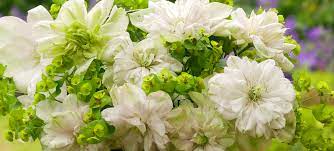 Maybe you would like to learn more about one of these? Clematis Innocent Blush Ist Ideal Fur Romantische Garten
