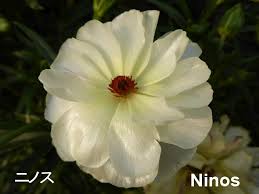 Image result for Ranunculus raeae