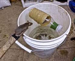 Amazing 10 mice in trapped best rat trap good idea mouse trap black mouse. Awesome Quick Rat Trap Using Pvc Best Mouse Trap Best Mouse Trap Rat Traps Mouse Trap Diy
