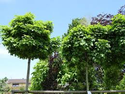 Kugelbaume In Jedem Garten Ein Hingucker Kugelbaum Baum Vorgarten Garten