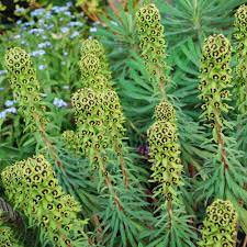 This euphorbia is completely unique, fully hardy and will provide garden interest all year round. Euphorbia Characias Black Pearl Rose Cottage Plants