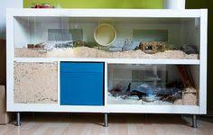 Ikea Board Mod At My Livingroom Guinea Pig Ideas Hamster Cages Rat Cage Hamster Habitat
