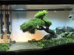 Fts 20 Gallon River Aquascape Several Months In Aquariums Aquarium Fresh Water Fish Tank Diy Fish Tank