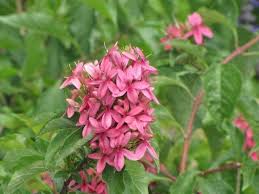 Image result for x Ruttyruspolia 'Phyllis van Heerden'