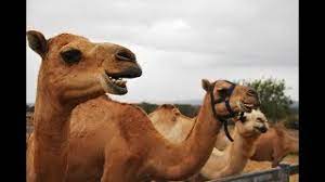 Head to australia's camel cup. Australia S Feral Camels Owlcation