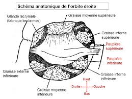 Check spelling or type a new query. Blepharoplastie A Lyon Dr Bayol Chirurgie Des Paupieres Lyon