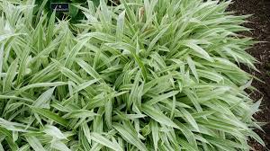 Image result for Carex johnstonii
