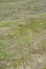 Image result for Eriochloa procera