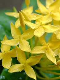 Image result for Ixora seretii