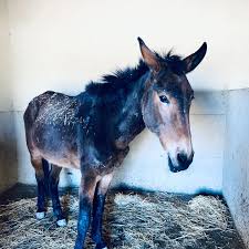 However, a male mule should be gelded in order to make him a. Jarjeer Mule And Donkey Trust Home Facebook
