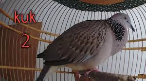 Google has many special features to help you find exactly what you're looking for. Download Dekuku Kelantan Kuk Dua Tumpangsari Mp3 Mp4 3gp Flv Download Lagu Mp3 Gratis