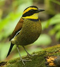 Birds Of Prey Wikipedia Indonesia Javan Banded Pitta Wikipedia Pitta Birds Band