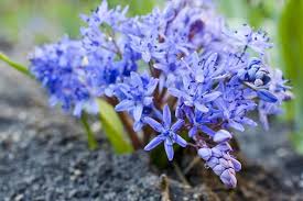Image result for Scilla