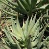Gardeners often grow aloe vera plant is commercially grown for its myriad uses in beauty, cosmetics like beverages, skin lotions, moisturizing. 1