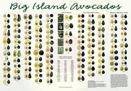 hawaiis many avocados how did they get here big