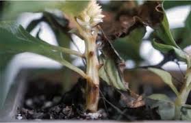 Apple stem grooving virus, but not apple chlorotic leafspot virus causes virginia. Diseases Of Celosia Springerlink