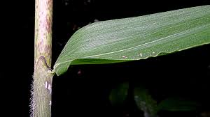 Image result for Olyra latifolia