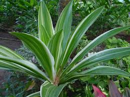 Image result for Crinum aurantiacum