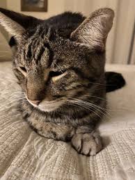 Because adopting a cat or kitten, or any other pet, is a serious decision, homeward bound has adoption counselors trained to assist you with finding the perfect lifetime companion. Homeward Bound Cat Adoptions 17 Photos 16 Reviews Animal Shelters 2675 E Flamingo Rd Eastside Las Vegas Nv Phone Number Yelp