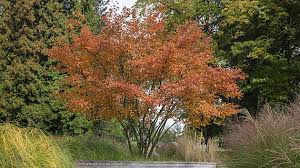 Image result for indiánská borůvka obrázek