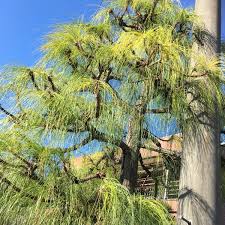 ダイオウマツ 植物図鑑 エバーグリーン