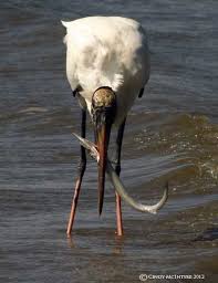 Big Bird Eats Big Fish Big Bird Big Fish Giant Fish