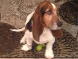 They have big, droopy ears and very cute faces, and in terms of personality, they're really kind and gentle dogs. North Texas Basset Hound Rescue Reviews And Ratings Grapevine Tx Donate Volunteer Review Greatnonprofits