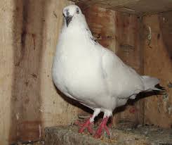 Pigeon Farming Modern Farming Methods