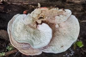 Image result for Merulius incarnatus