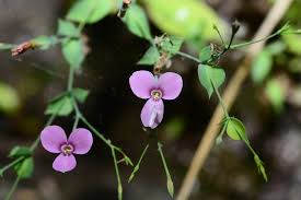 Image result for Canscora alata