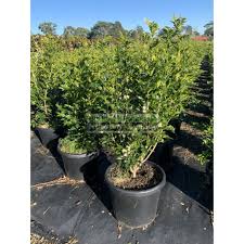Image result for Murraya paniculata