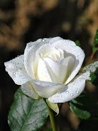 Hal tersebut bisa dilihat dari penggunaannya. Kumpulan Gambar Bunga Mawar Putih Yang Cantik Indah Blog Bunga Hybrides De The Roses The Fleurs Blanches