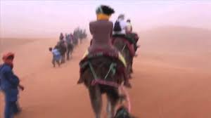 They time their breathing between the gusts of wind.same as any other camels are mammals: Camel Ride During A Sandstorm In The Sahara Desert Morocco Youtube