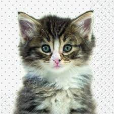 94 top cat wallpapers 1920x1080 , carefully selected images for you that start with c letter. Napkin