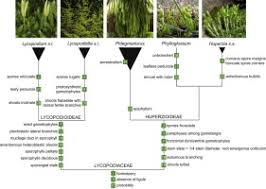 Image result for Huperzia dacrydioides