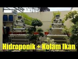 Instalasi Hidroponik Sederhana Dengan Kolam Ikan Di Rumah Youtube Hidroponik Kolam Ikan Desain