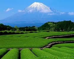 Tea plantation data was reported at 3,104.766 ha th in 2019. Beautiful Tea Plantations Amo Images Amo Images