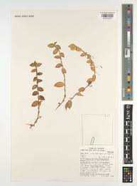 Image result for Aneilema zebrinum