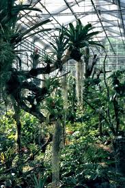 Welcome To The Botanical Garden Of The University Of Ulm Tropical Plants In One Of The Greenhouses Tropical Plants Botanical Gardens Plants