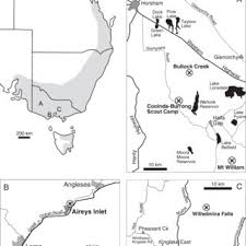 Image result for Asterochaete angustissima