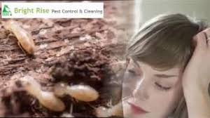 If you prefer to eliminate pests naturally and you've got a massive infestation, consider contacting an. Anti Termite Uae Termite Treatment Abu Dhabi