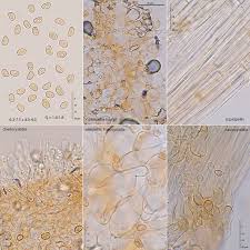 Image result for Simocybe centunculus