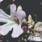 Image result for Anemopaegma chamberlainii