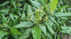 Image result for Tarenna